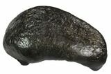 Fossil Whale Ear Bone - Miocene #99981-1